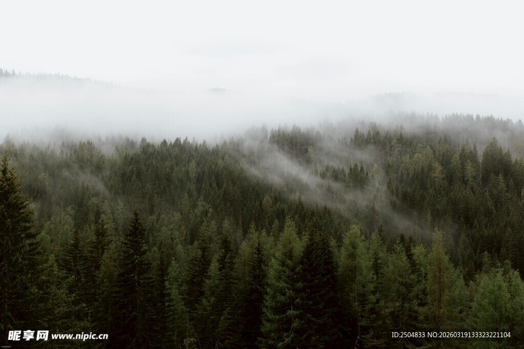 云雾缭绕的茂密森林