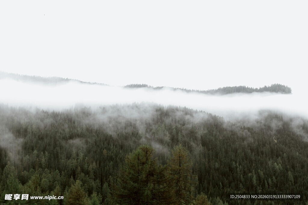云雾缭绕的森林景观