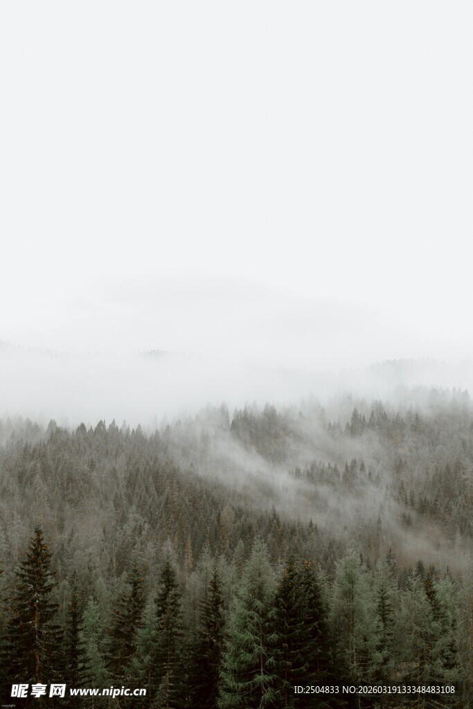 云雾缭绕的茂密森林