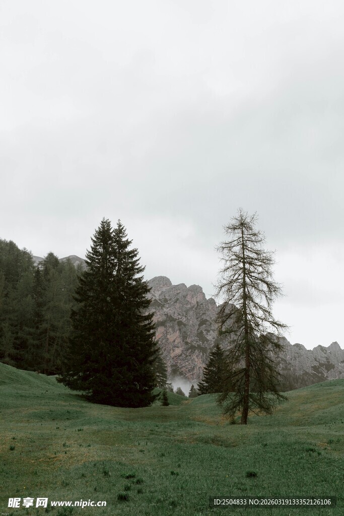 山间草地树木风景图