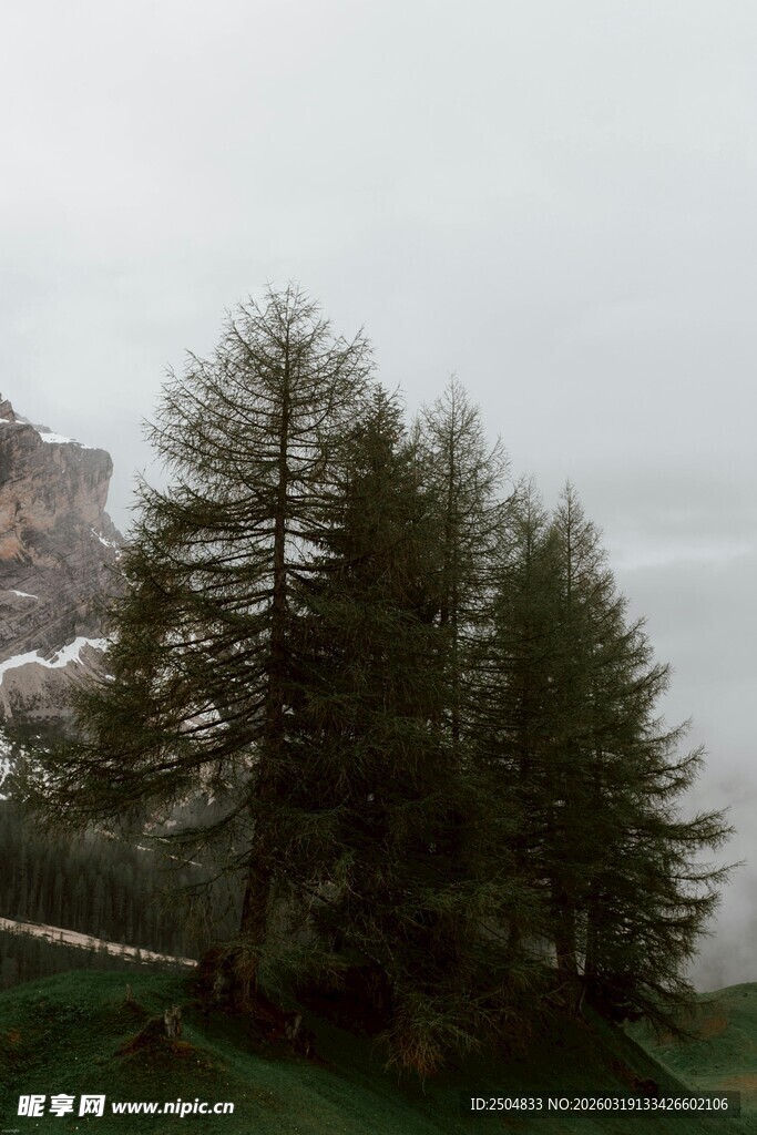 山间挺拔树木 云雾缭绕