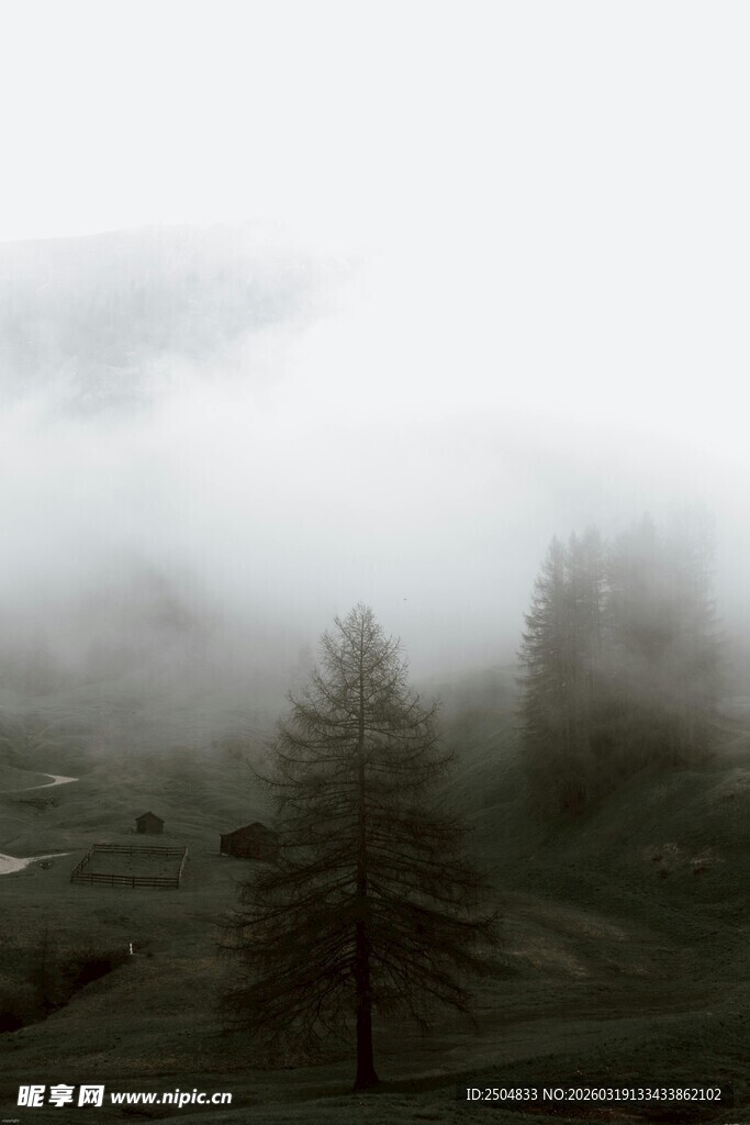 雾中孤树 山林朦胧景致