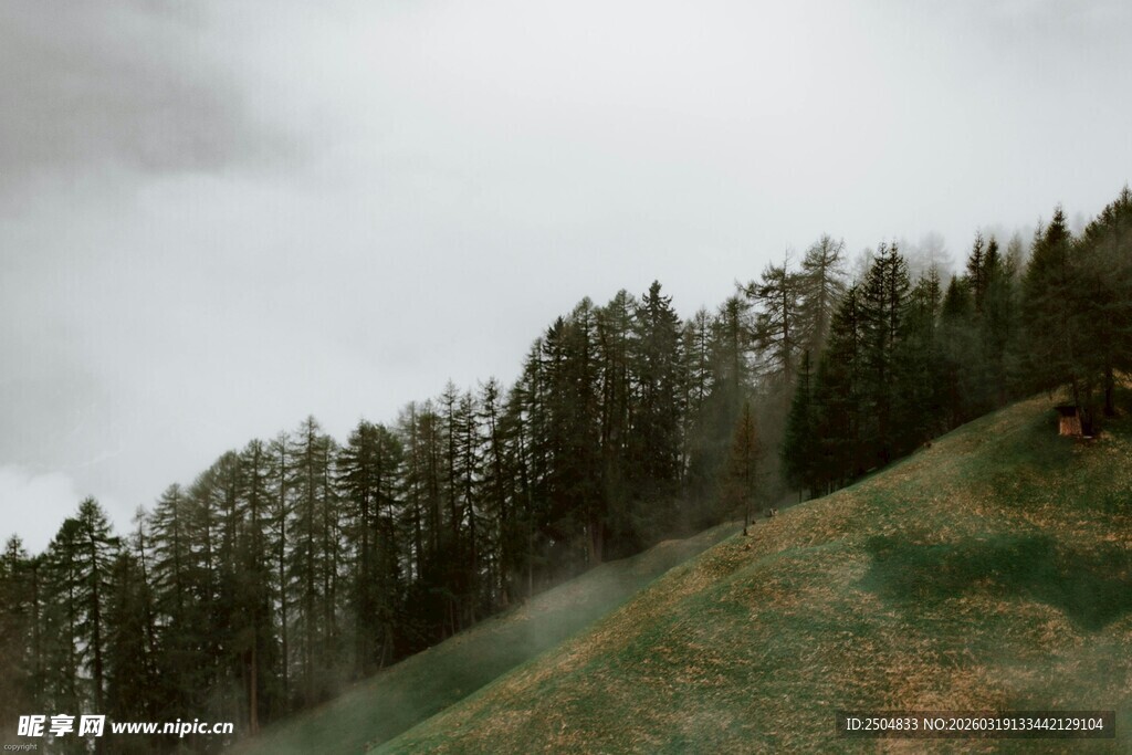 山坡上的茂密树林景观