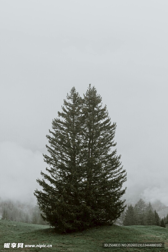 雾中挺拔的单棵松树