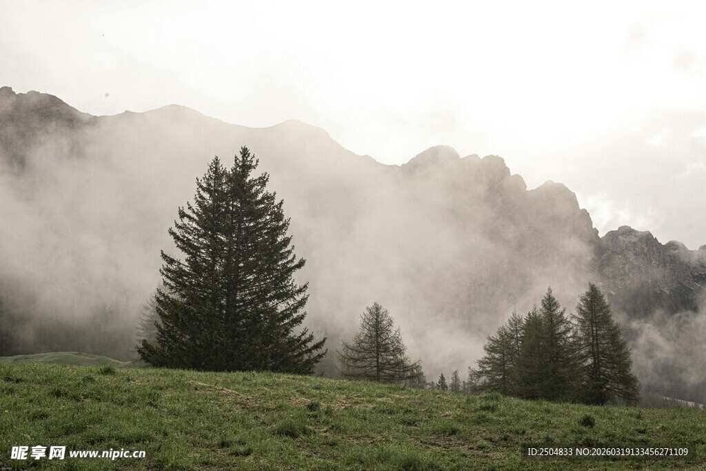 山间迷雾中的挺拔松树
