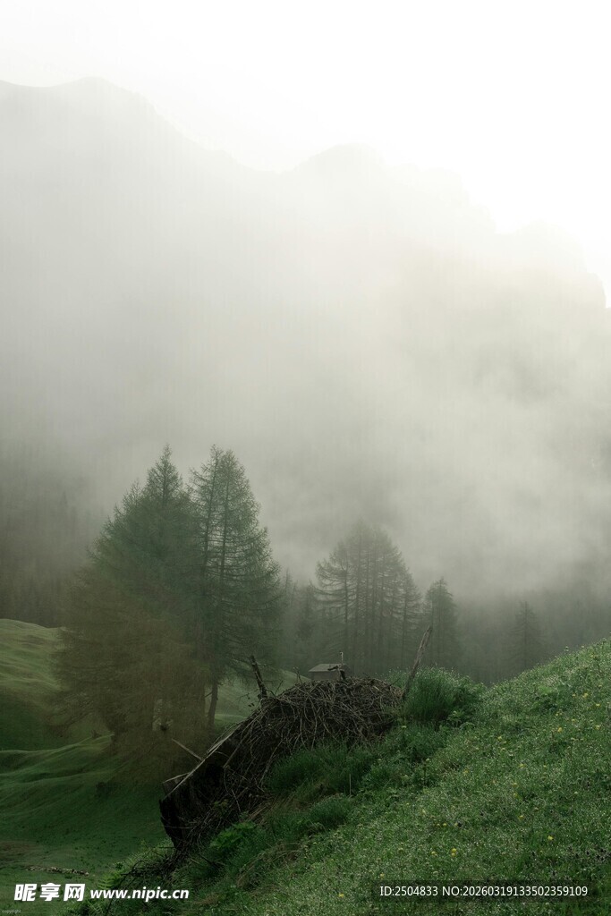 山间雾中葱郁树木美景