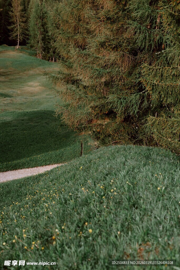 绿意盎然的户外草坪景观