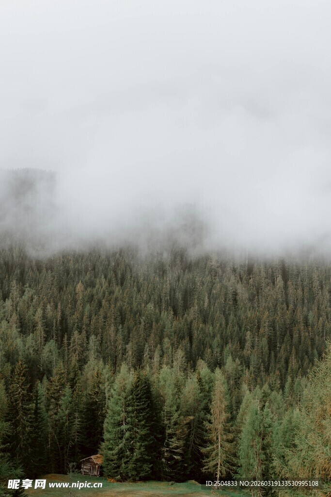 云雾缭绕的茂密森林