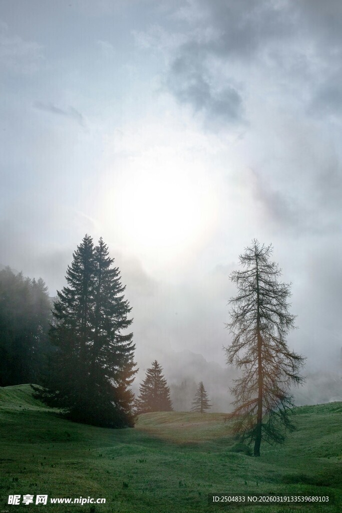 雾中草地与挺拔树木