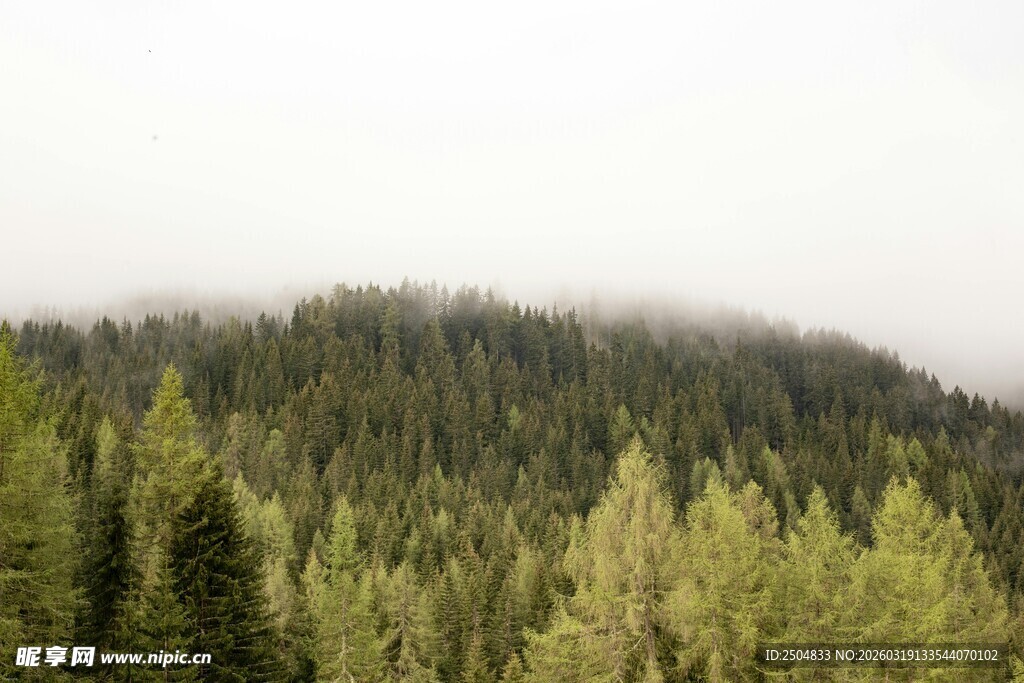 云雾缭绕的茂密山林
