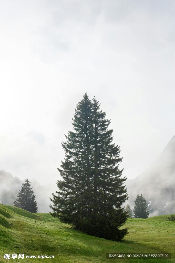 雾中孤松 绿野清幽之景