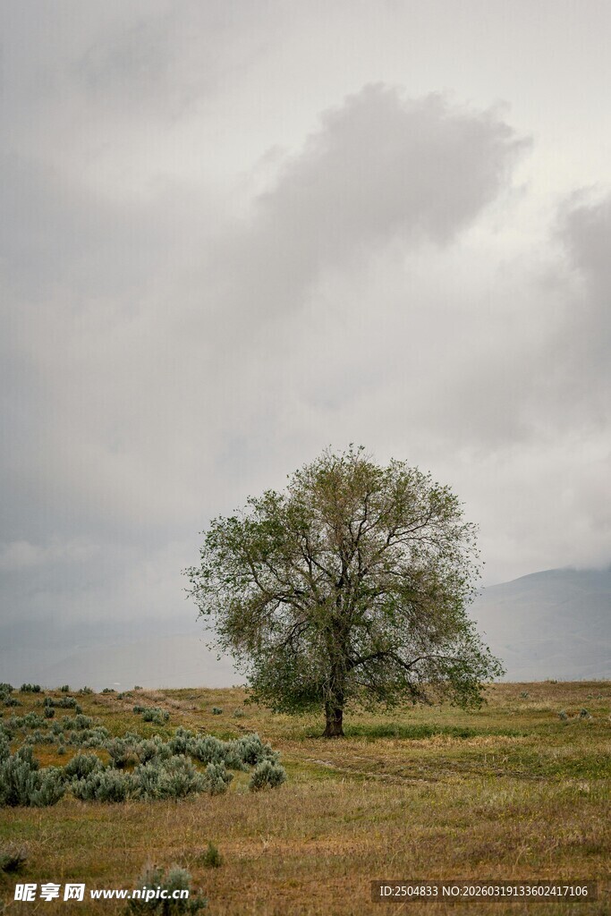 旷野孤树 尽显自然苍茫