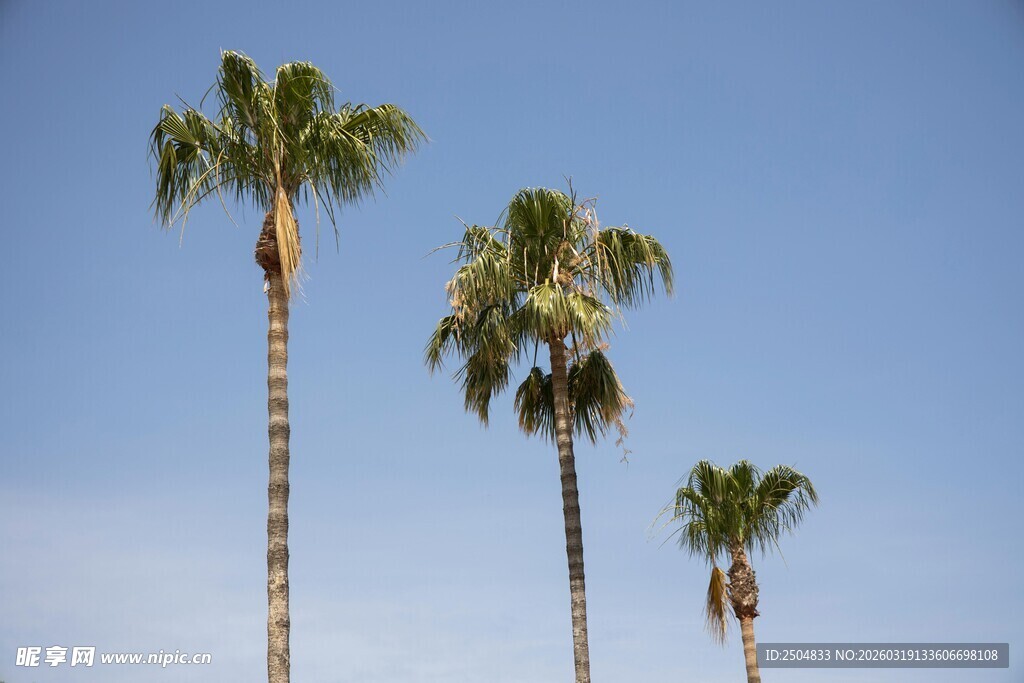 蓝天之下的挺拔棕榈树