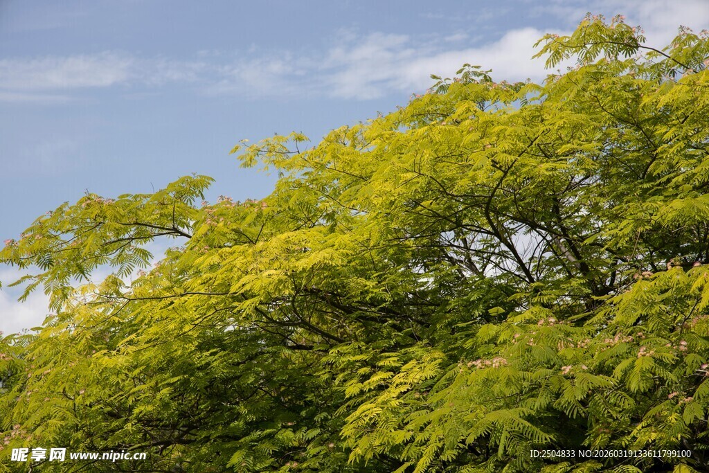 蓝天映衬下的翠绿树冠