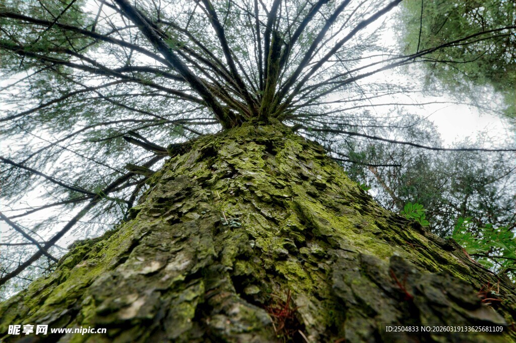 仰视古老苍劲的大树根部