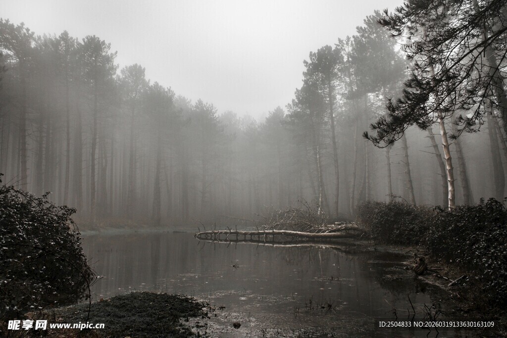 雾中静谧森林湖泊景色