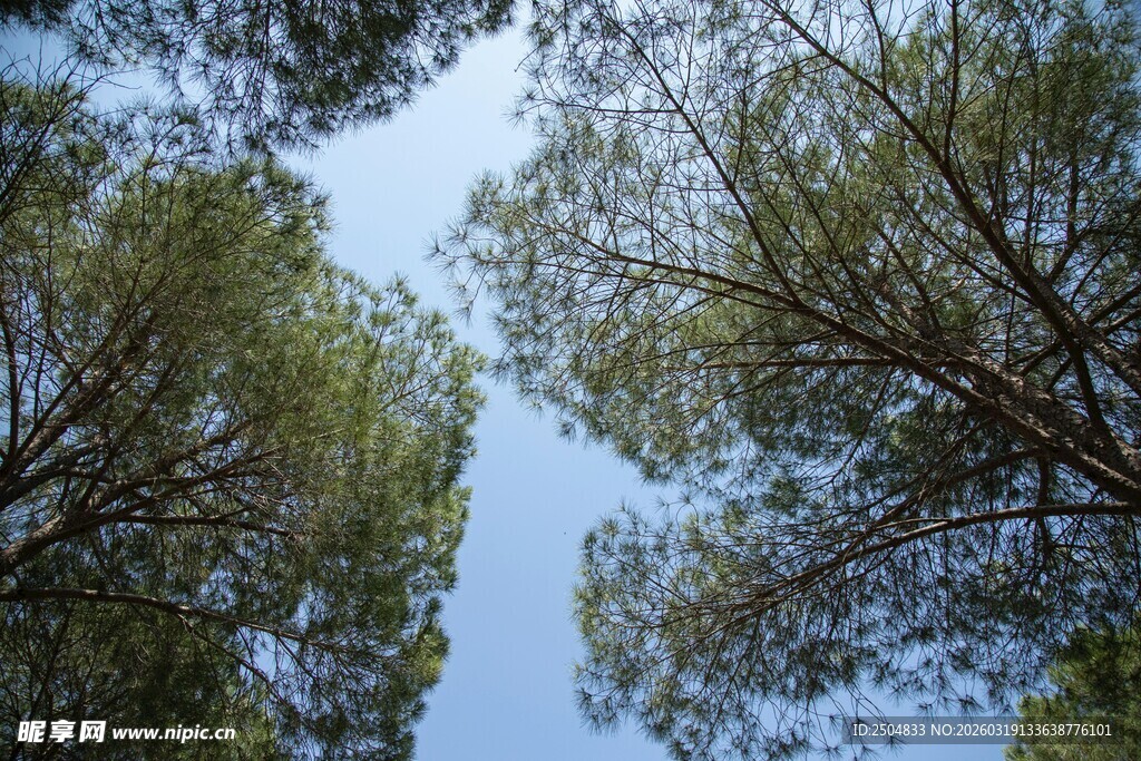 仰望葱郁树林蓝天