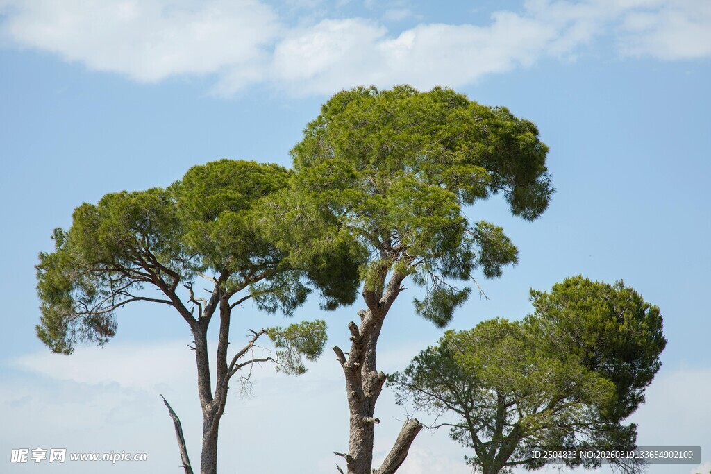 蓝天之下的挺拔松树