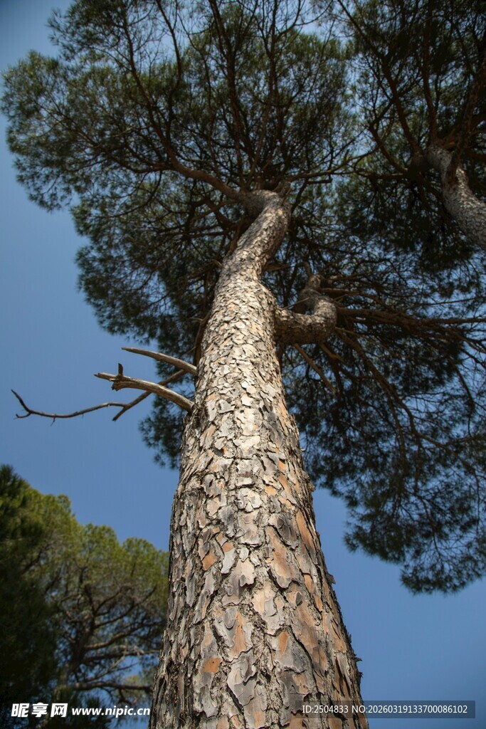 高耸入云的粗壮松树