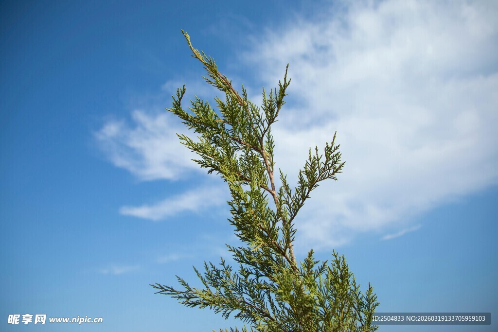 蓝天之下的翠绿树梢