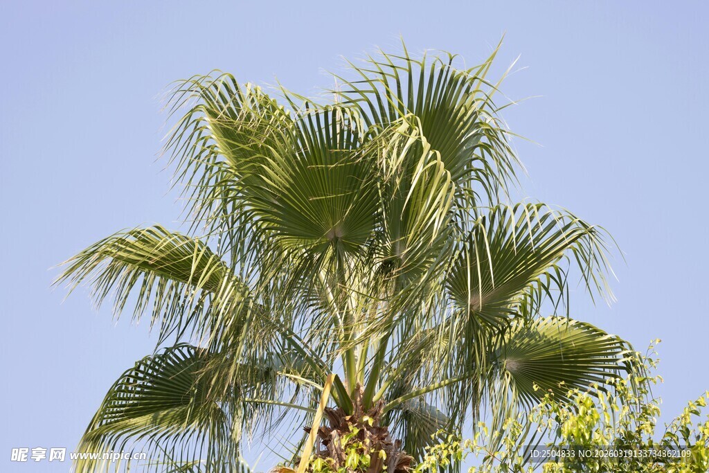 蓝天映衬下的翠绿棕榈树