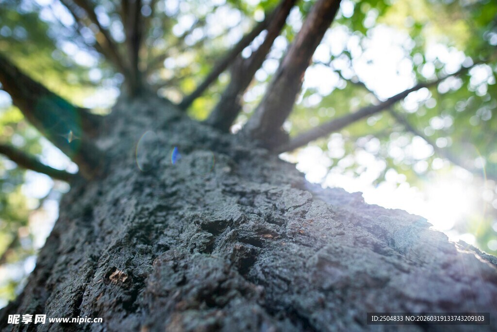 仰视树干的自然光影瞬间