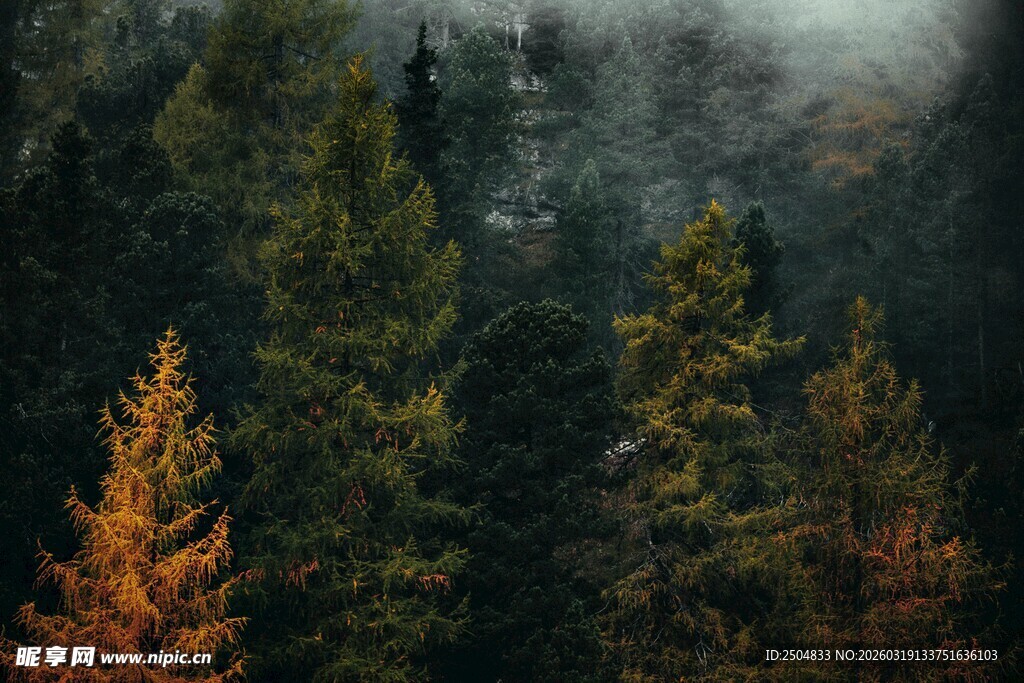 山林间的多彩树木与雾霭
