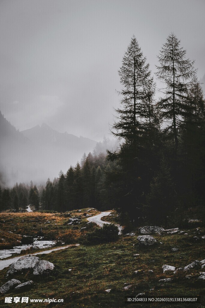 山间迷雾中的静谧森林