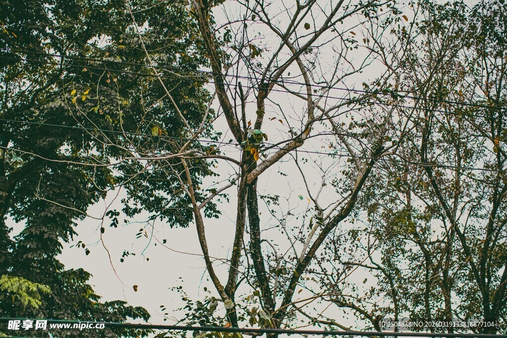 树林中光秃树枝与绿叶