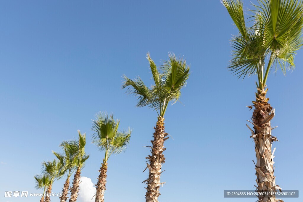 蓝天映衬下的挺拔棕榈树