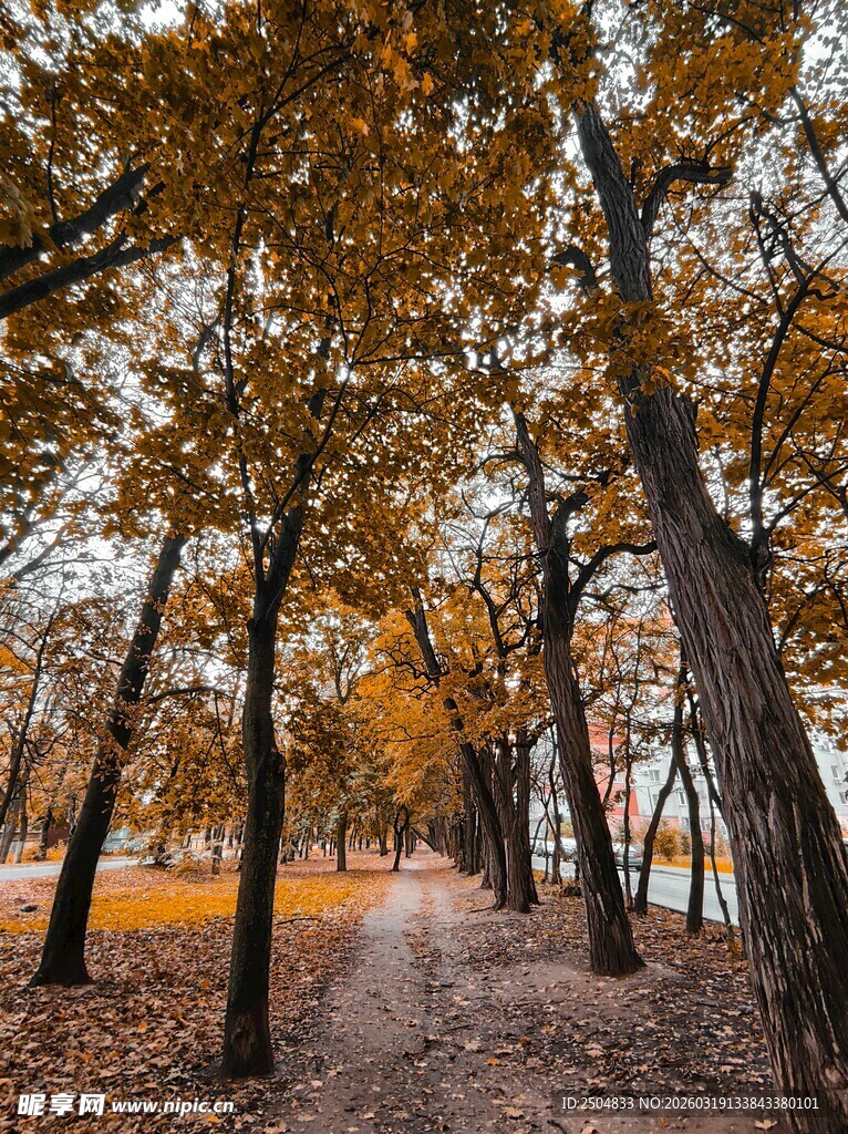 秋日林间小道 黄叶铺径