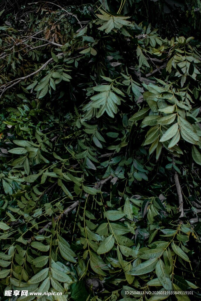 茂密绿叶植物景象