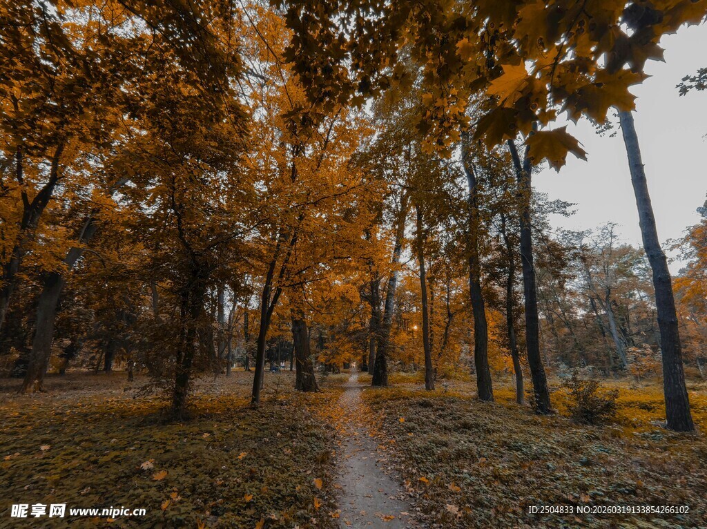 秋日林间小道的静谧美景