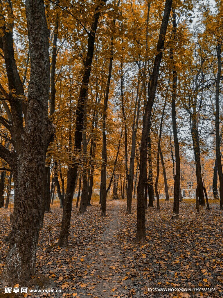 秋日林间落叶铺就的美景