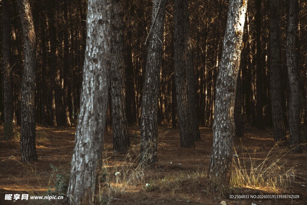 静谧森林中的挺拔树木