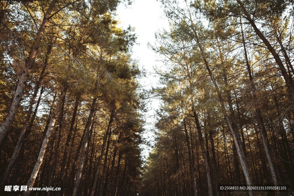 林间光影 静谧松树林
