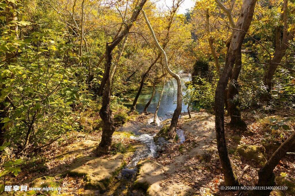 秋日林间潺潺溪流