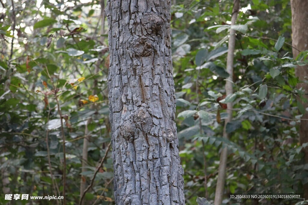 森林中的树干特写