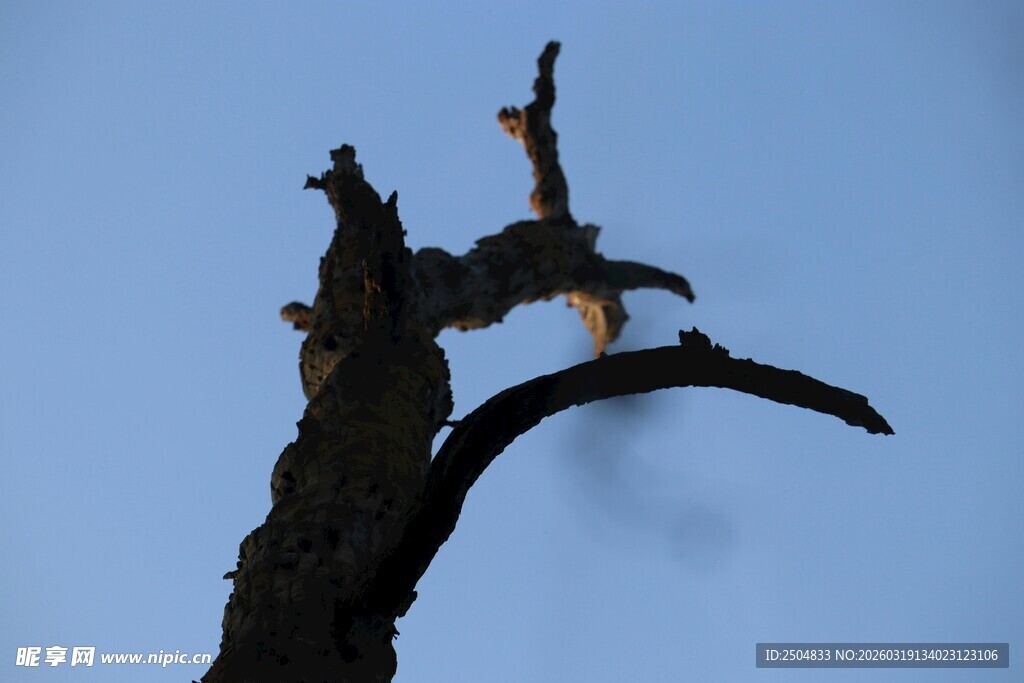 枯树映蓝天