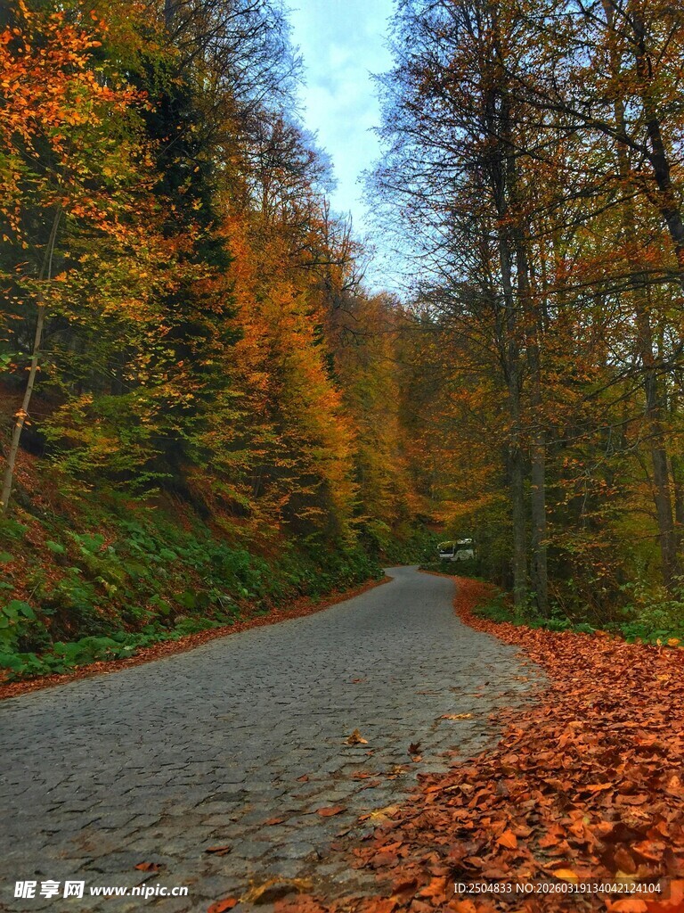 秋日林间蜿蜒小路