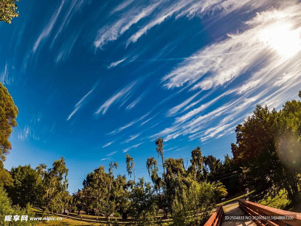蓝天绿树间的阳光美景