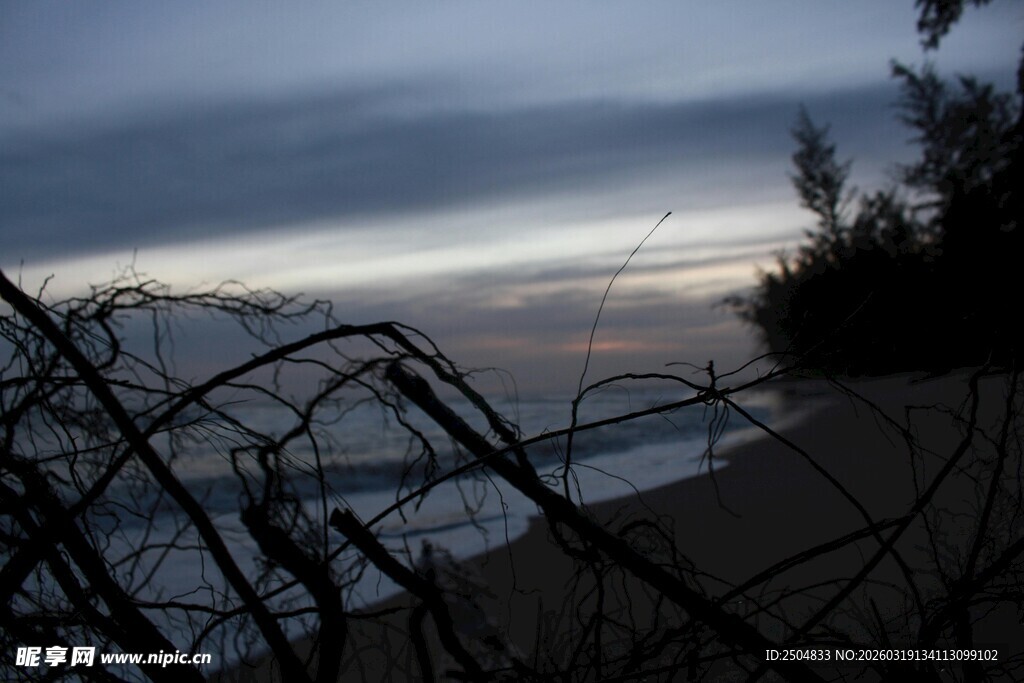 海边暮色中的荆棘剪影