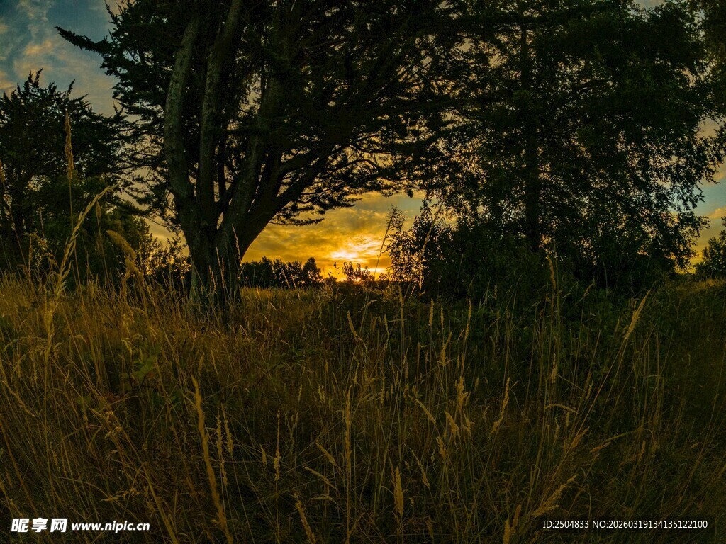 夕阳下的树林与草地美景