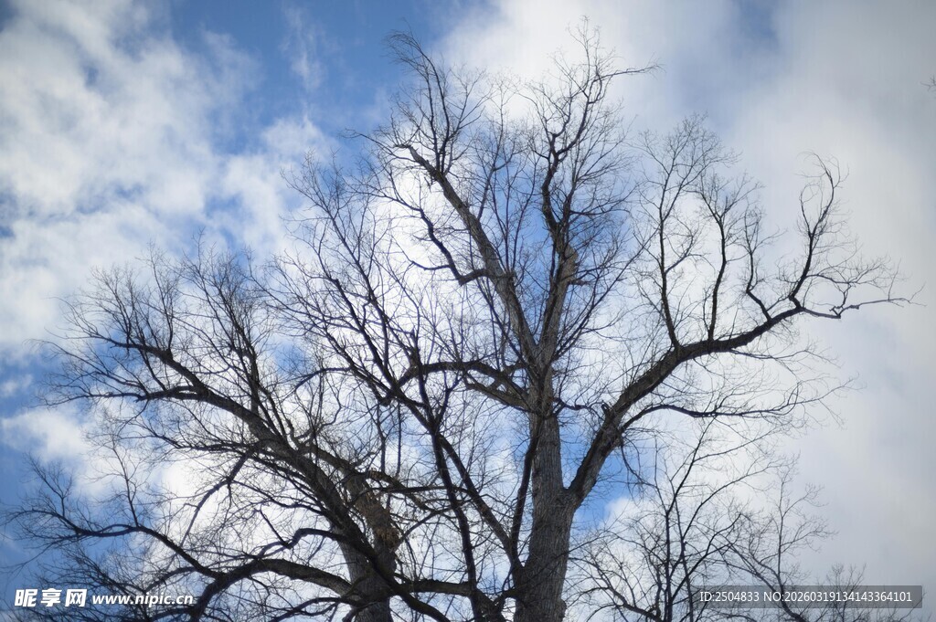 蓝天映衬下的光秃树木