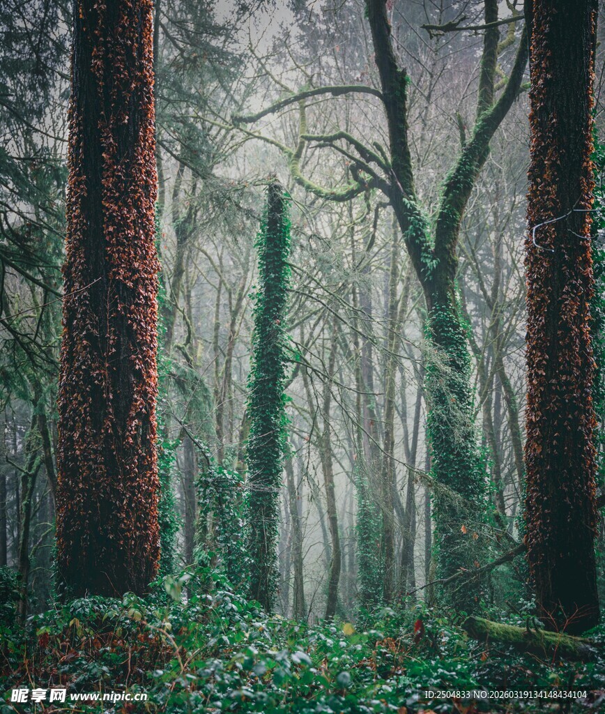迷雾笼罩的神秘森林