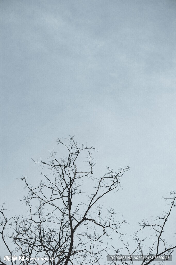 冬日枯树与灰蒙天空