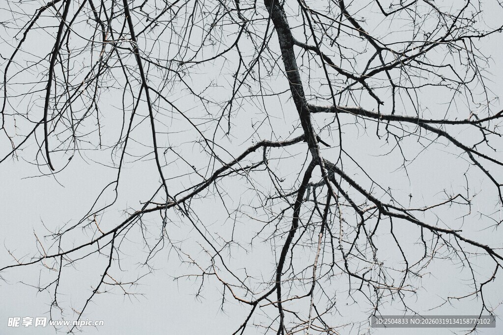 冬日光秃树枝特写