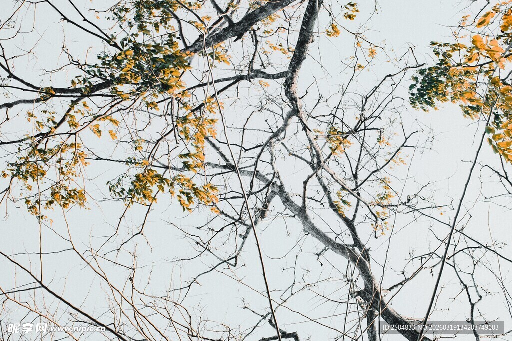 秋日树枝 黄叶点缀枝头