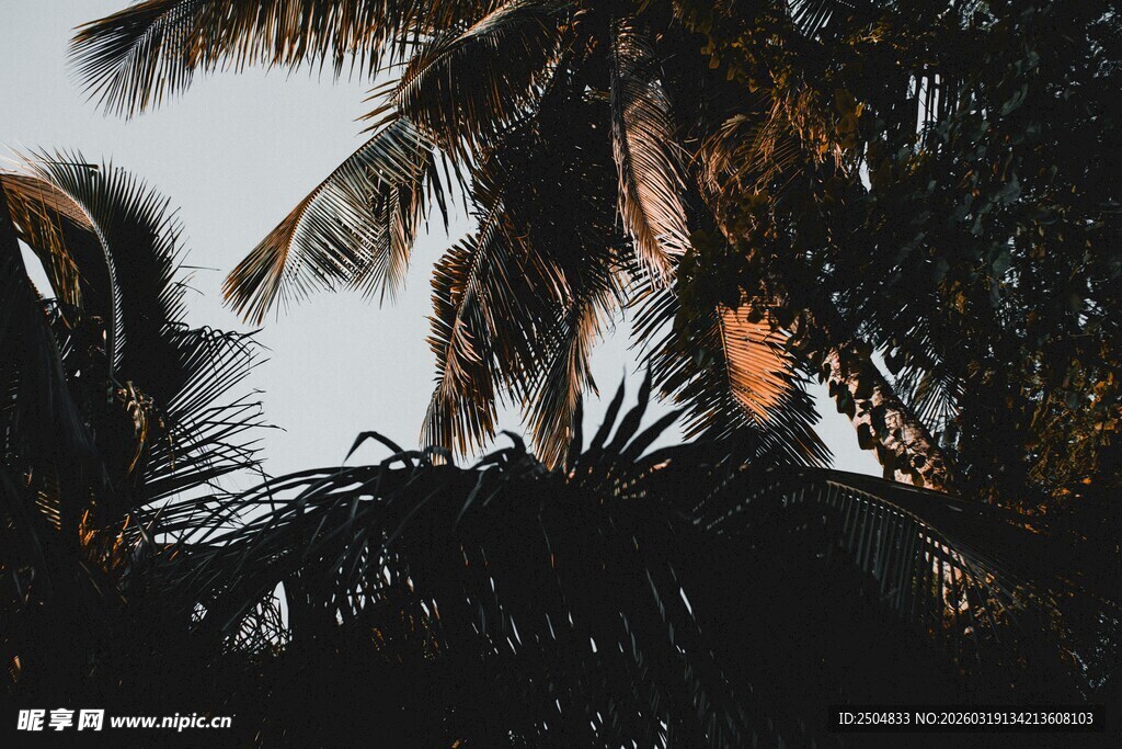椰林剪影 展现热带风情