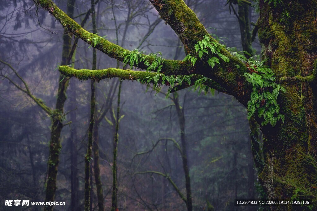 雾中森林的翠绿藤蔓
